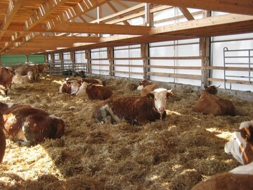 Hier l�sst es sich bequem liegen: Entspannte K�he im Strohlaufstall auf dem Antonihof