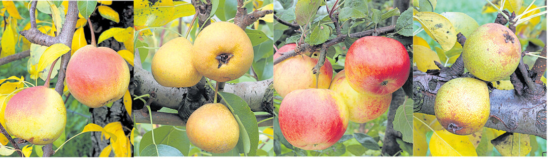 F�r die Patenschaften der Landkreise wurden Sorten mit lokaler Bedeutung ausgew�hlt. Sie wurden im jeweiligen Landkreis gezogen oder gefunden oder haben sich dort bew�hrt. Beispiele daf�r sind (v. l.): Ulmer Butterbirne, Nusslocher Kot�ckerle, B�blinger Stra�enapfel oder Wildling von Einsiedel.