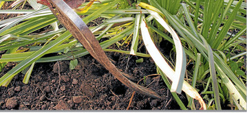 Bei der Ernte der Haferwurzel (Tragopogon porrifolius) ist Behutsamkeit gefragt, denn die Pfahlwurzeln k�nnen leicht abbrechen.