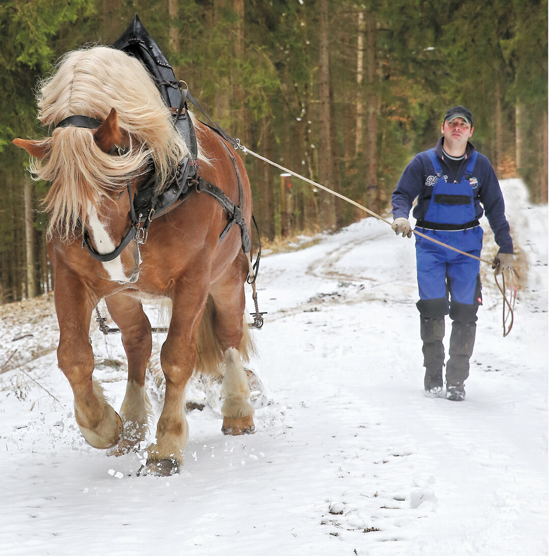 Das Holzr�cken in Pfronstetten im Landkreis Reutlingen geht auch mit einer Pferdest�rke.