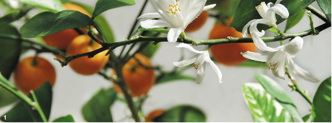 Calamondinpflanzen bl�hen und fruchten gleichzeitig.