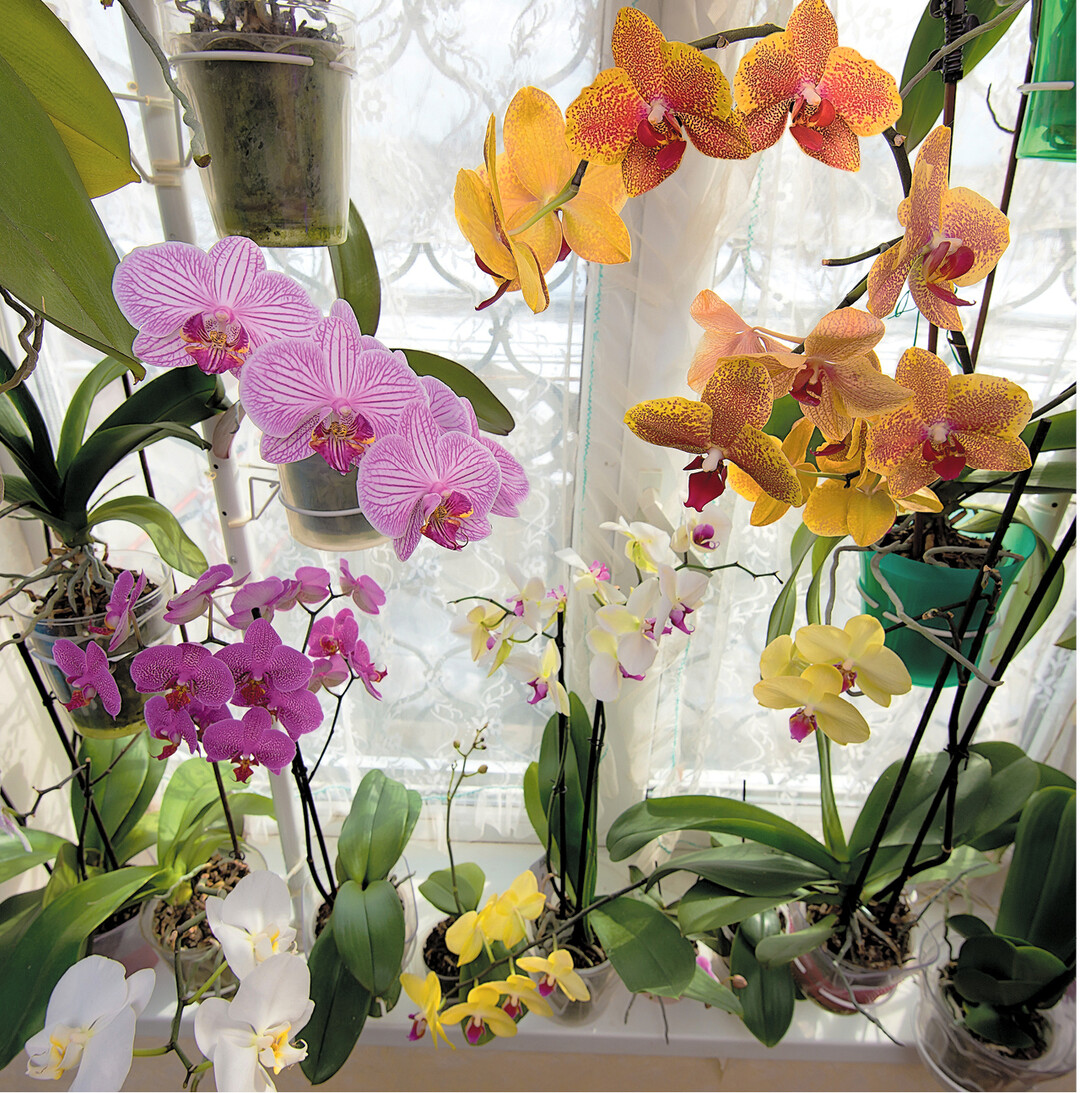 Bis Mai sind Orchideen jetzt die bl�henden Stars auf der Fensterbank. Die exotischen Sch�nheiten danken es, wenn Sie nur spezielle Erde und T�pfe verwenden, stets nur das Substrat oder die Wurzeln bespr�hen, morgens mit zimmerwarmem, kalkarmem Wasser gie�en, Orchideend�nger nur ma�voll einsetzen und eingetrocknete Bl�tenstiele regelm��ig entfernen.