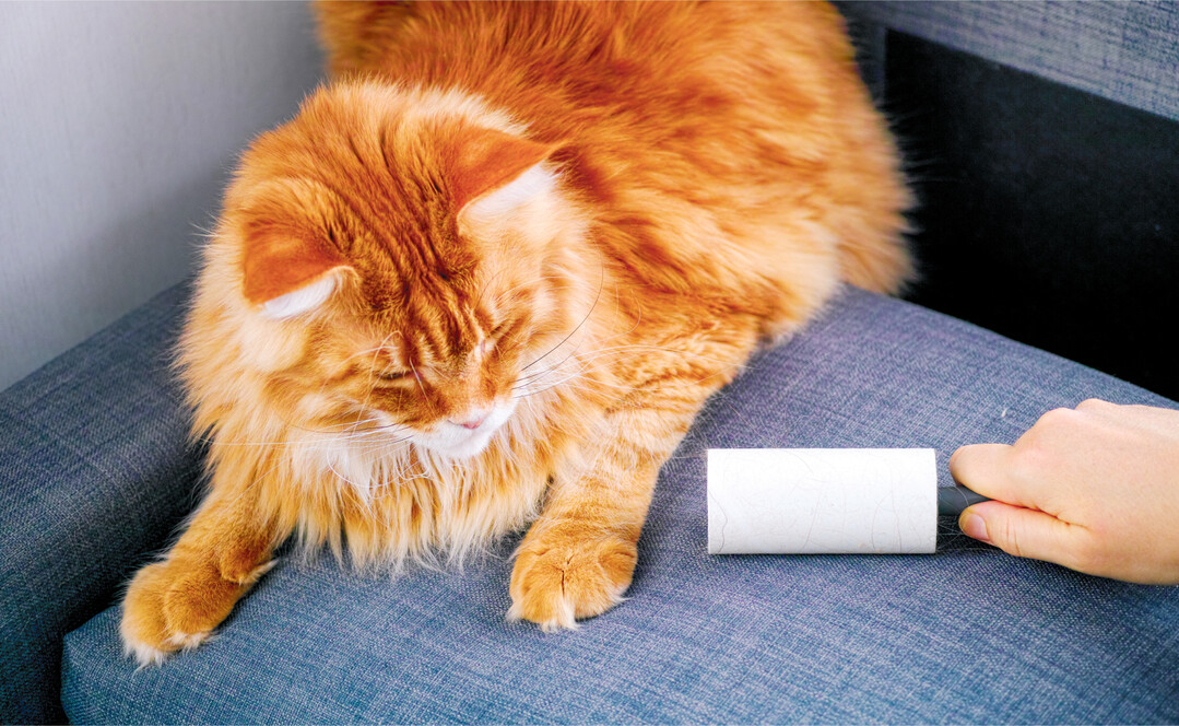 Langhaarige Tiere machen mehr Probleme als kurzhaarige.