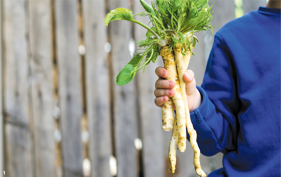 Meerrettich l�sst sich kinderleicht im Garten kultivieren.