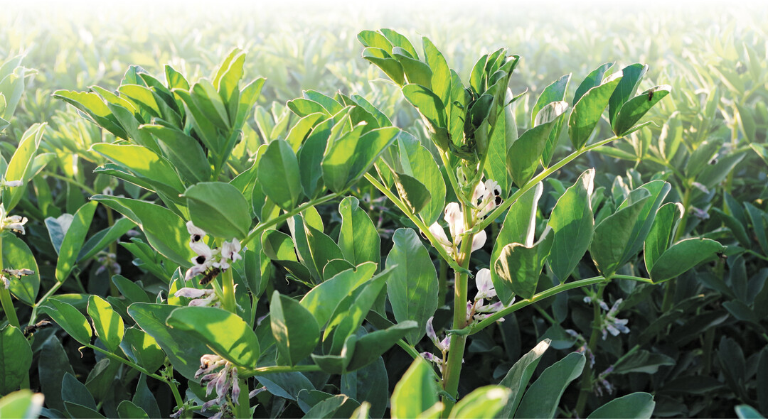 Die Anbaufl�che bei Erbsen verzeichnete 2021 einen Anstieg von etwa 18 %, w�hrend die Anbaufl�che von Ackerbohnen um etwa 2 % zur�ckging.