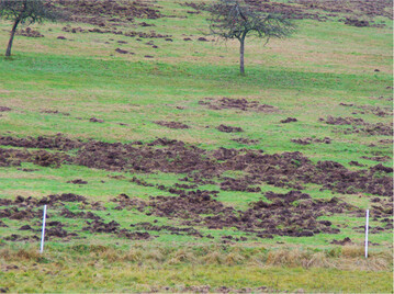 Schwarzwildsch�den im Gr�nland mehren sich. Die Borstentiere w�hlen und stochern in der Grasnarbe, was eine Reparatur notwendig macht, soll die Fl�che weiterhin genutzt werden.