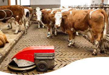 Mistroboter fahren selbstt�tig �ber die Lauffl�chen und sind nicht an gerade Mistachsen gebunden. Die Ger�te bew�ltigen niedrige Stufen und Steigungen.