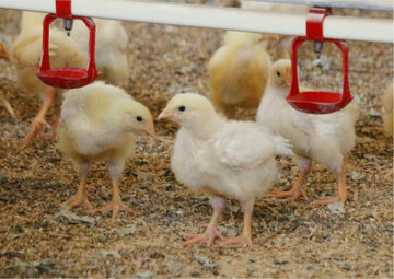 Wenn die subjektive Wahrnehmung des Schadgases Ammoniak f�r den Tierbetreuer unbedenklich wirkt, kann sich auf Tierh�he bereits eine kritische Konzentration NHangereichert haben. Umso wichtiger sind nicht nur sensorgest�tzte Messverfahren, sondern auch eine zuverl�ssige Messmethodik.