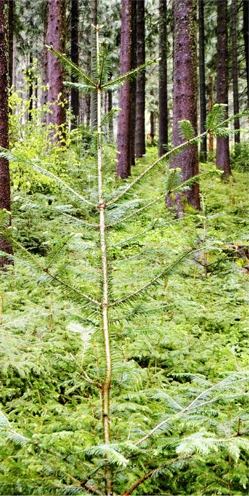 Wenn Jagd und Wildstand stimmen, w�chst die Tanne der Fichte im Schatten davon und es entwickeln sich leistungsstarke und stabile Mischw�lder.