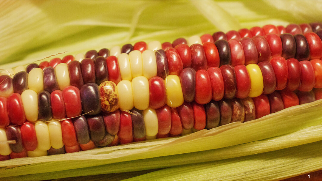 Tief dunkle, nahrhafte K�rner: Ungarischer Buntmais.