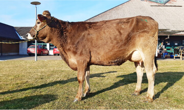 Spitzenjungkuh beim Braunvieh war diese Vax-Tochter vom Betrieb Schupp.