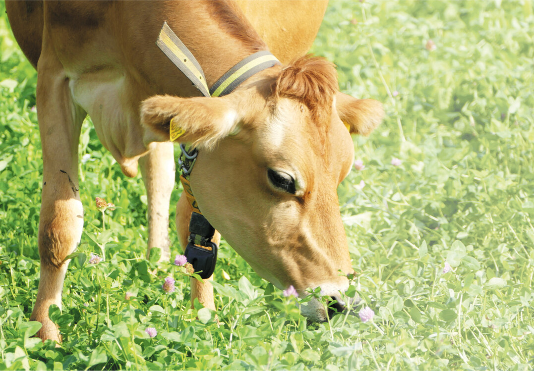 Auf Kleegras weidende Jerseykuh aus dem Projekt �koeffiziente Weidemilcherzeugung" des Versuchsgutes Lindhof der Uni Kiel.