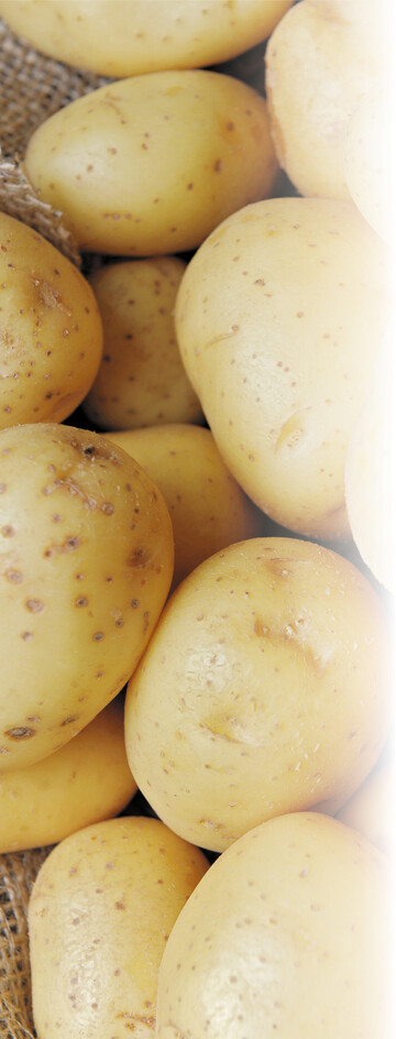 Auch bei �kokartoffeln ist die �u�ere Qualit�t entscheidendes Kriterium f�r die Vermarktungsf�higkeit von Partien.