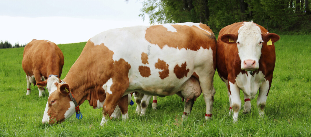 Weidehaltung f�rdert das Tierwohl, ist es doch die urspr�nglichste aller Haltungsformen.�