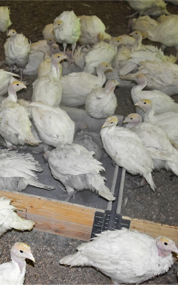 Im Vergleichsversuch bevorzugten die Puten das Gesteinsmehl zum Baden und den Sand zum Picken.�