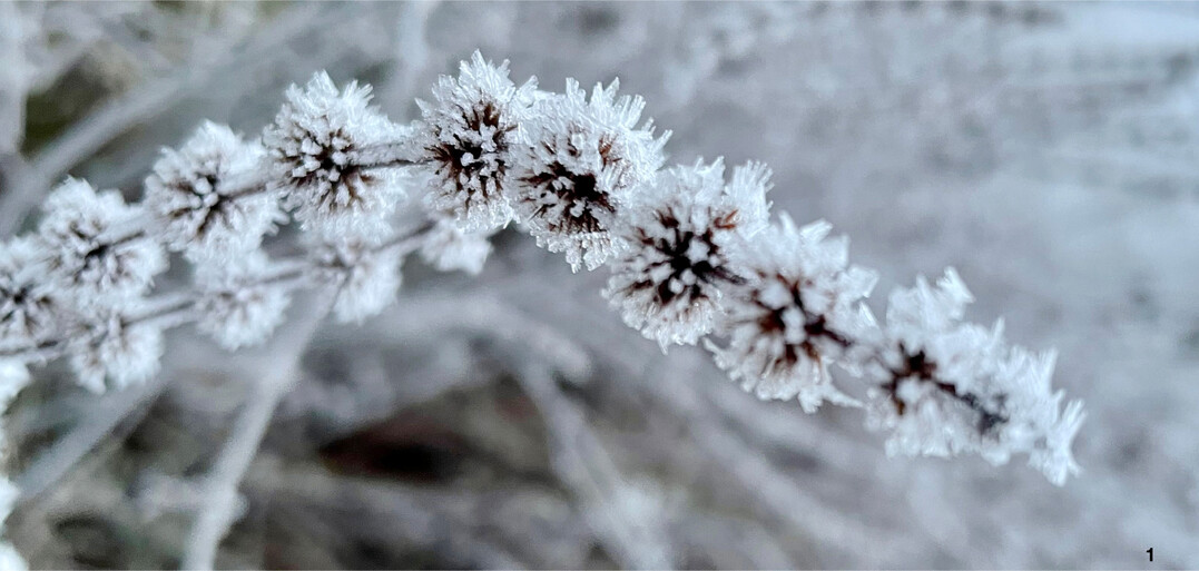 Stauden, die stehen geblieben sind, leuchten im Winter wie Eiskunstwerke. Das finden auch ordentliche Nachbarn sch�n.