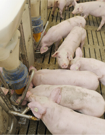 In Europa und den USA schrumpft die Tierhaltung. Das setzt Futtergetreide f�r andere Verwendungszwecke frei.