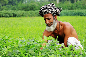 In den traditionellen Juteanbauregionen in Bangladesch verwendeten die Einwohner die Jutebl�tter jahrhundertelang als Medizin.