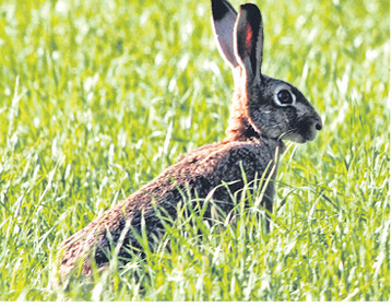 Der Feldhase ist eine typische Art der mitteleuropäischen Kulturlandschaft.