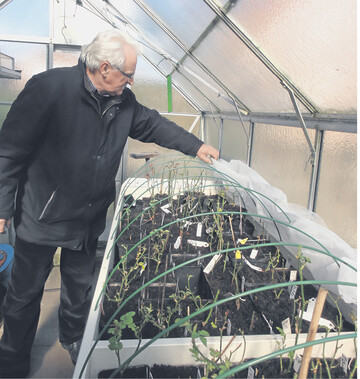 Der Rosenzüchter Josef Nieborg aus Dülmen, probierte vor 35 Jahren erstmals die Regeln fürs Mondgärtnern aus.