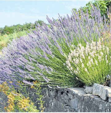 Lavendelb�sche verschiedener Sorten an einem Weinberg. Zur Erhaltung der kugeligen Form sollte man mit dem Abbl�hen etwa 5 bis 10 Zentimeter des Laubbereiches abschneiden.