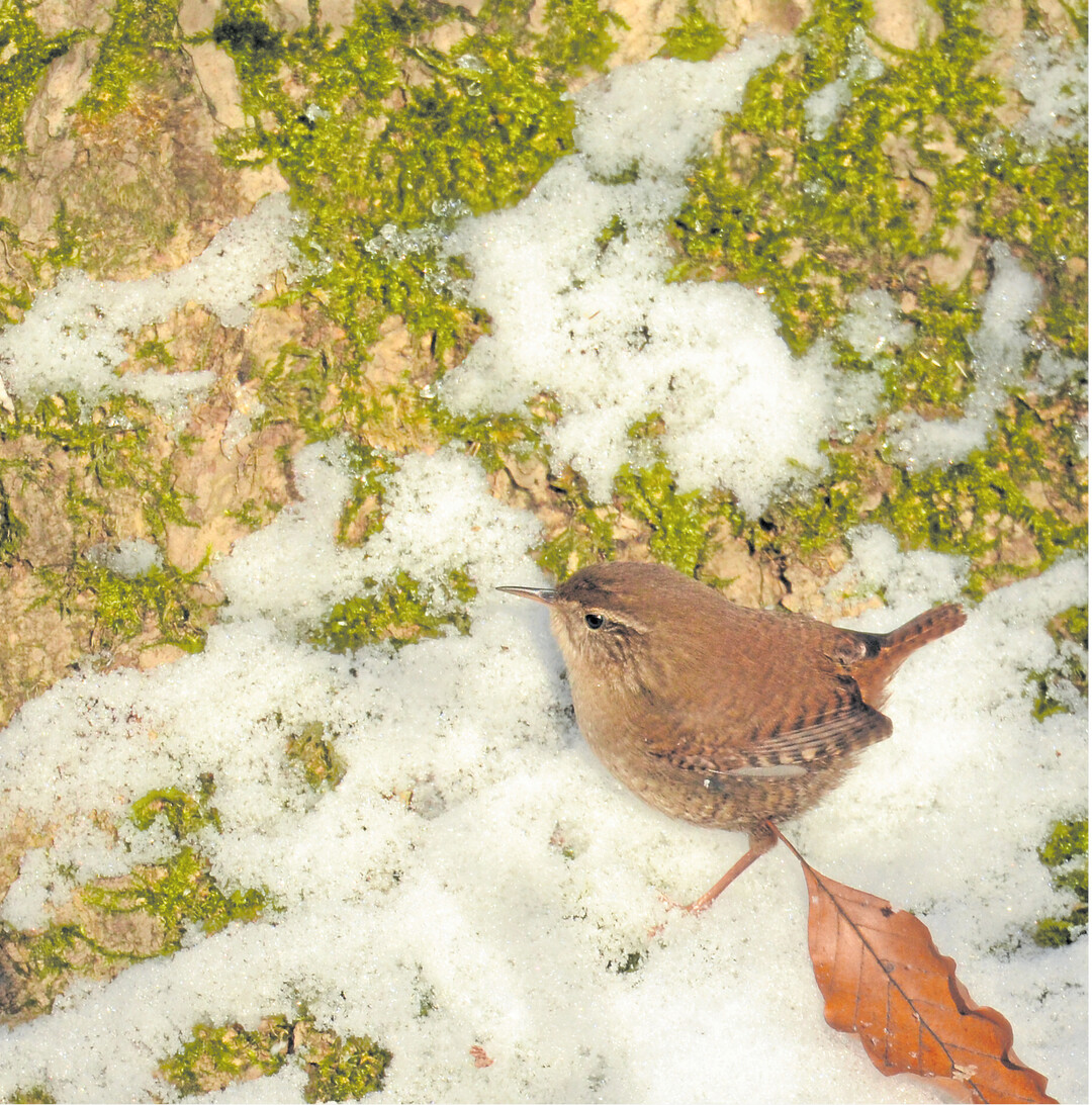 Der Zaunk�nig ist mit nur neun Zentimetern L�nge ein Winzling: Typisch das steil aufgerichtete, wippende Schw�nzchen und der pinzettenartige Schnabel. Deutschlands gr��te Wintervogelz�hlung vom 6. bis 8. Januar 2017 hat best�tigt: Von den Meisenarten waren in badenw�rttembergischen G�rten und Parks 50 bis 70 Prozent weniger als im Vorjahr zu beobachten. Mehr Info zu den aktuellen Ergebnissen der j�hrlichen Mitmach-Aktion des NABU unter www.stundederwintervoegel.de.