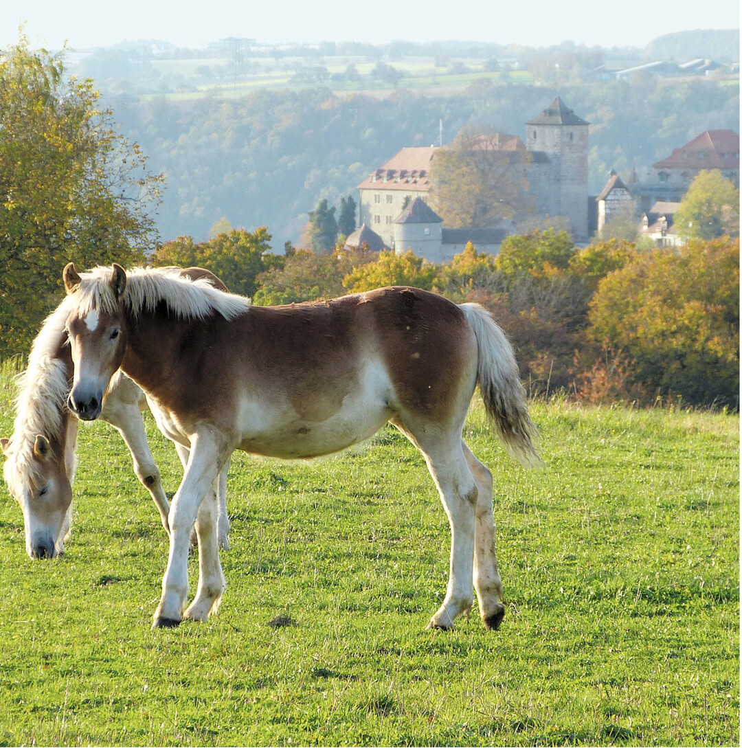 Haflinger der Familie Fellmann im hohenlohischen Vogelsberg bei Kocherstetten, im Hintergrund Schloss Stetten. Aus der Stutenmilch wird Naturkosmetik hergestellt.