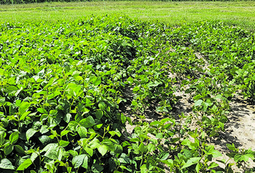 Am LSV-Standort in B�nnigheim liefen die Sojapflanzen nur l�ckig auf.