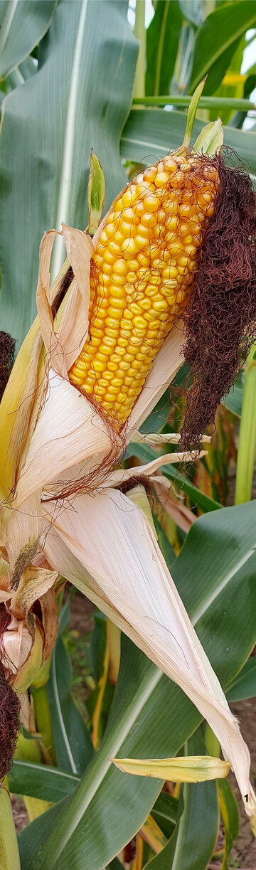 In der EU-Sortenpr�fung werden Sorten, die in einem anderen Land der EU zugelassen worden sind, auf ihre regionale Anbauw�rdigkeit gepr�ft.