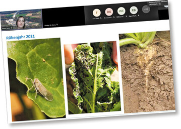 Sch�dlinge und Krankheiten im R�benanbau.