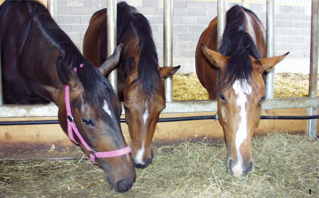 Pferde reagieren empfindlich auf Staub. Schon geringe Mengen an Pilzen, Bakterien und Milben reichen aus, um die Lunge der Vierbeiner zu belasten.
