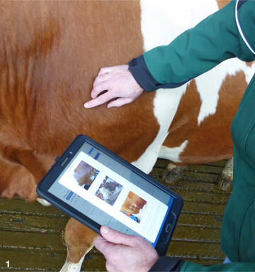 Wie sieht der Rumpf der K�he aus? Passt der Vergleich mit den Beispielfotos oder gibt es Abweichungen?