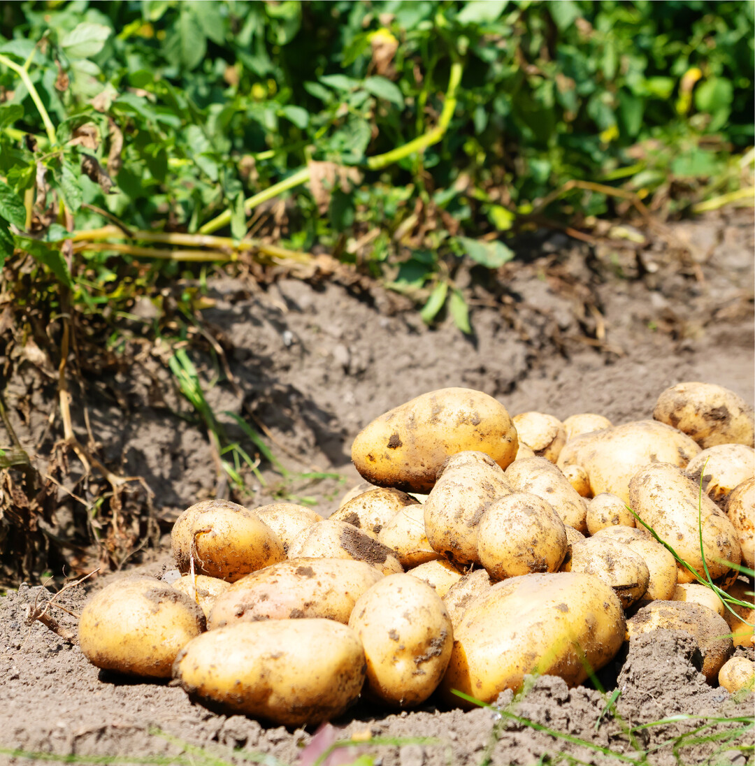 Verbraucher k�nnen jetzt in allen Filialen von Kaufland eine Kartoffelsorte mit rund 30 Prozent weniger Kohlenhydraten als die �blichen Kartoffeln einkaufen. Wie das Unternehmen mit Sitz in Neckarsulm mitteilte, entstand die innovative Sorte Linella" in gemeinsamer Arbeit mit dem langj�hrigen Partner Europlant Pflanzenzucht. Es seien verschiedene Sorten so weiterentwickelt worden, dass der Kohlenhydratanteil um fast ein Drittel habe reduziert werden k�nnen. Linella" werde umweltschonend angebaut, vorwiegend in Familienbetrieben in Niedersachsen, die QS-zertifiziert seien. Kaufland zufolge wird regelm��ig in Proben sichergestellt, dass die Kartoffeln dem vorgegebenen niedrigen Energiegehalt entsprechen. Der Gesch�ftsf�hrer Einkauf Obst und Gem�se bei Kaufland, Stefan Lukes, sieht Linella als ideale Alternative" f�r Kunden, die sich low-carb ern�hren wollen.