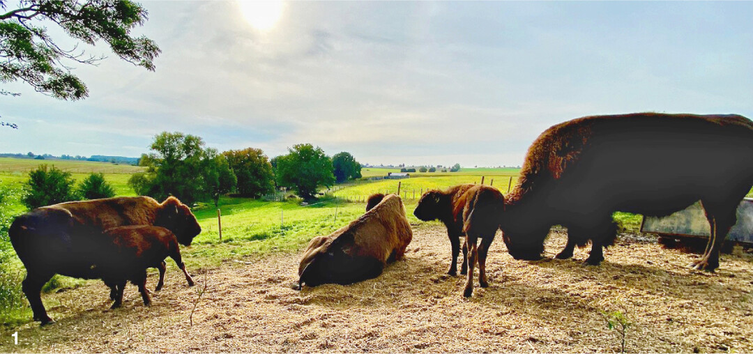 Pr�riefeeling in Hohenlohe. Seit 2016 weiden 50 Bisons rund um den Hof in Schrozberg-Standorf.