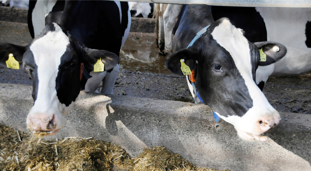 Der Umbau der Tierhaltung war auch Thema beim Biberacher Milchviehtag.