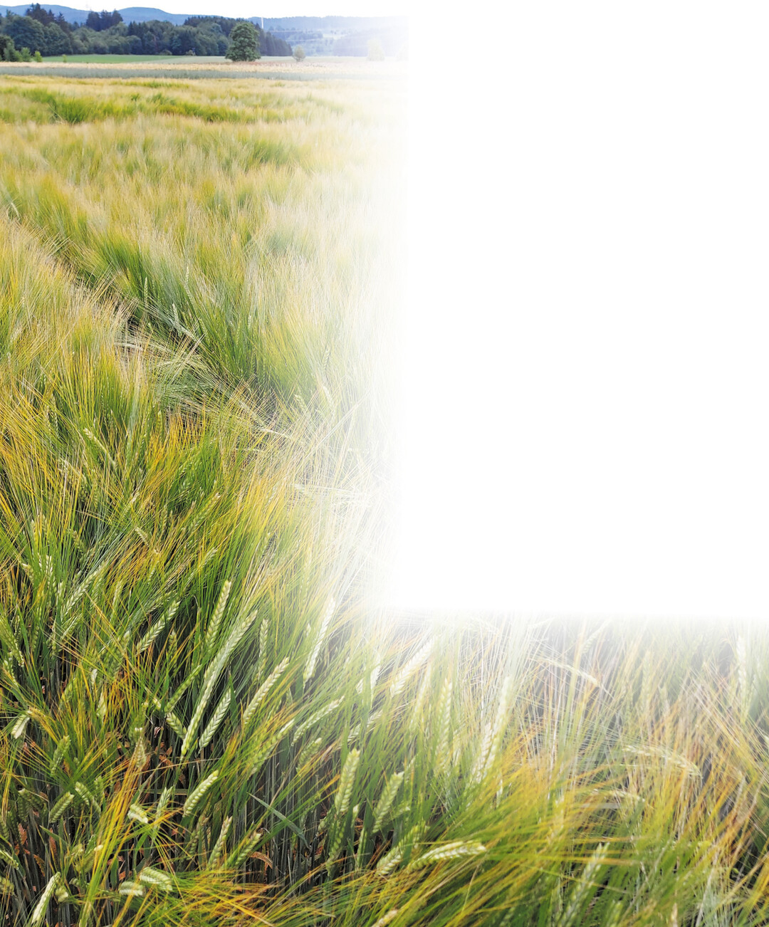 Sommergerste im Sortenversuch auf dem Standort D�ggingen.