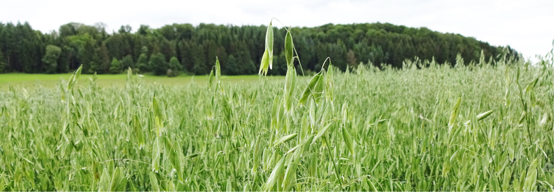 Nackthafer. Dessen Ertr�ge sind nicht mit denen von Spelzhafer vergleichbar.