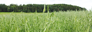 Nackthafer. Dessen Erträge sind nicht mit denen von Spelzhafer vergleichbar.