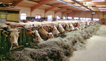 Das Fressgitter muss f�r horntragende K�he gut zug�nglich sein sowie ungehindert und schnell zu verlassen sein.