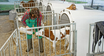 Nur mit einem vollst�ndig entwickelten Pansen k�nnen Tr�nkek�lber von Vollmilch und/oder Milchaustauscher abgesetzt werden.