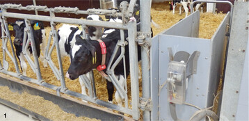 Je geringer der Altersunterschied in einer K�lbergruppe, desto mehr Tiere k�nnen mit einer Saugstelle versorgt werden.