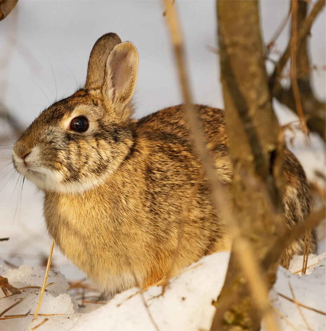 Giftk�der gef�hrden unsere heimische Tierwelt Aktuell erreichen die Stabsstelle f�r Tierschutz B�rgeranfragen mit Hinweisen auf eine Firma mit Sitz in den USA, welche �ber einen Onlinehandel Produkte in Deutschland vertreibt. Die Firma bietet Giftk�der und Vergr�mungsprodukte f�r Insekten, Weichtiere und Wirbeltiere aller Art an, darunter Reptilien und S�ugetiere. Es ist davon auszugehen, dass ihr Gebrauch in sehr vielen F�llen gegen das Tierschutzgesetz verst��t. Einige der dort genannten Tiere unterliegen dem Jagdrecht, stehen unter Artenschutz oder sind sogar vom Aussterben bedroht. So werden unter den Zieltierarten beispielsweise F�chse, Wildschweine oder Kaninchen aufgef�hrt (Jagdrecht). Gem�� dem Tierschutzgesetz ist es verboten, zum Fangen, Fernhalten oder Verscheuchen von Wirbeltieren Vorrichtungen oder Stoffe anzuwenden, wenn damit die Gefahr vermeidbarer Schmerzen, Leiden oder Sch�den f�r Wirbeltiere verbunden ist. Wer dagegen verst��t, begeht eine Ordnungswidrigkeit, die mit einem Bu�geld geahndet werden kann. Wer ein Wirbeltier vors�tzlich und ohne vern�nftigen Grund t�tet, begeht eine Straftat. Bedauerlicherweise wird die Herstellung und der Verkauf tierschutzwidriger Produkte immer noch als zul�ssig angesehen. Ebenso ist der Erwerb dieser Produkte nicht ausdr�cklich verboten, was dem K�ufer die Legalit�t der Anwendung suggeriert", so die Landestierschutzbeauftragte Dr. Julia Stubenbord. Bereits das blo�e Auslegen eines Giftk�ders  auch wenn noch kein Tier diesen aufgenommen hat  wird gem�� Tierschutzgesetz als eine Anwendung eingeordnet und ist bei Zuwiderhandlung mit einem Bu�geld belegt. Kommt dabei ein Wirbeltier zu Tode, stellt die Handlung sogar einen Straftatbestand dar. Zu diesen Verboten gibt es nur eine nennenswerte Ausnahme: Sch�dlinge", darunter fallen unter anderem Ratten, d�rfen von Privatpersonen im eigenen h�uslichen Bereich oder durch Sch�dlingsbek�mpfer mit Gift get�tet werden. Aus der Anwendungsbeschreibung der K�der ging hervor, dass manche Substanzen als Teig zubereitet, andere als Futter verstreut werden sollten. Sollte doch seit Anfang des Jahres etwas in den Handel geraten sein, r�t die Stabsstelle bei verd�chtigen K�dern, diese unter Einhaltung eigener Schutzma�nahmen zu entfernen und die Polizei zu informieren.