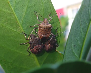 Die Hoffnung auf einer erfolgreichen Bek�mpfung der Marmorierten Baumwanze ruhen auf einem Gegenspieler, der Samurai-Wespe. Tests in gr��erem Umfang erfolgen in diesem Jahr am Obstversuchszentrm Laimburg in S�dtirol. 