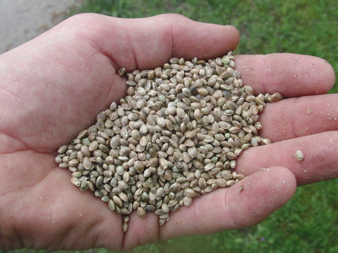 Die  reifen Samen m�ssen getrocknet und gereinigt werden, bevor man sie presst.  