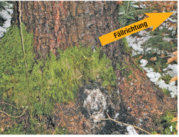 Bei Verdacht auf eine Stammf�ule werden die Wurzelanl�ufe links und rechts in F�llrichtung gesehen nicht beiges�gt.