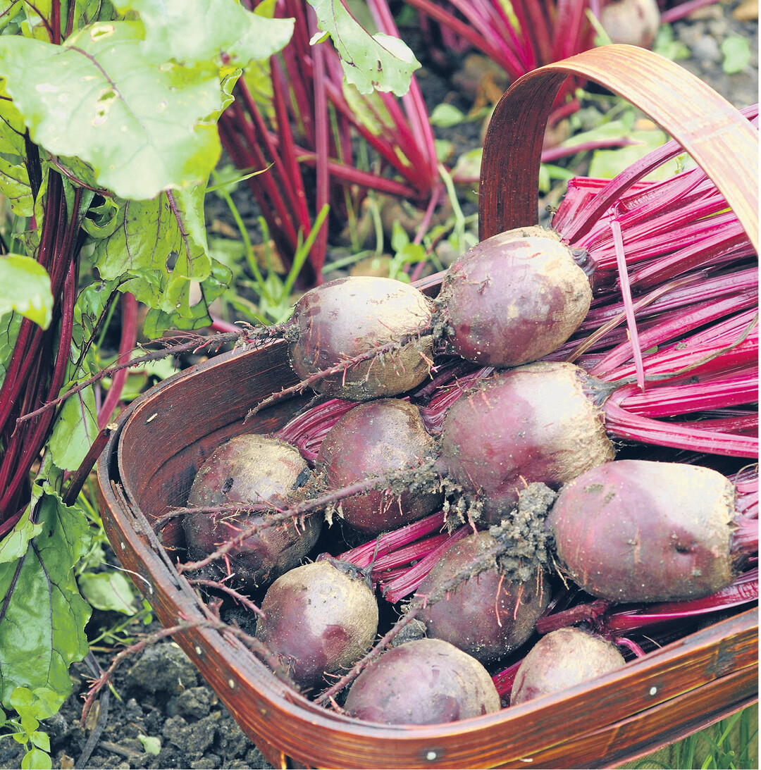 Rote Bete haben jetzt Saison. Der rote Saft aus den Knollen hat eine leicht blutdrucksenkende Wirkung. Und die Bl�tter enthalten ein Mehrfaches an Calcium, Eisen und Magnesium sowie an den Vitaminen C, A und K als die Knolle. Die Bl�tter lassen sich wie Spinat zubereiten oder Eint�pfen und Suppen zugeben. Tipp: K�chenhandschuhe anziehen beim Verarbeiten der Knollen. Foto: imago/imagebroker