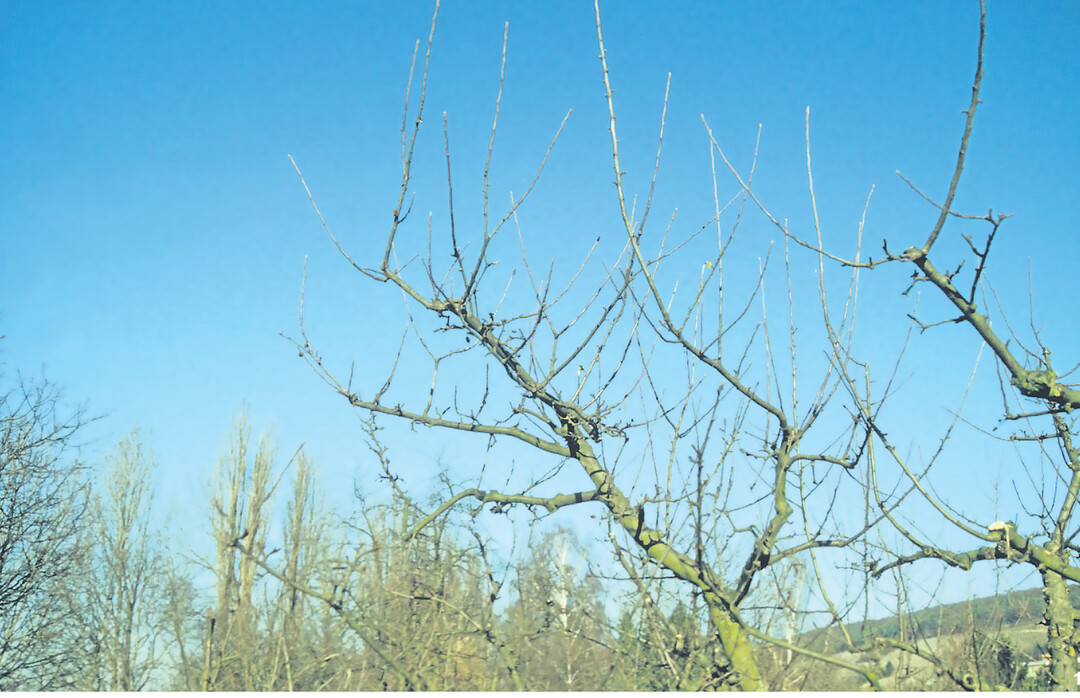 Vorher � nachher: Goldparm�ne vor und nach dem Schnitt. Nach innen wachsende Triebe und Wasserschosser wurden weggenommen.