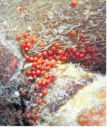 Wintereiablage der Obstbaumspinnmilbe.