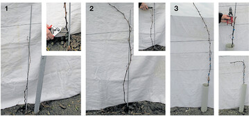 Rebschnitt einer Junganlage nach dem ersten Standjahr: schwacher Wuchs, Rückschnitt auf ein bis zwei Augen.Mittlerer Wuchs, Anschnitthöhe unterhalb des ersten Biegdrahts.Starker Wuchs, Rückschnitt auf circa 10¿cm unterhalb des zweiten Biegdrahts zur Kopfbildung. Bei Flachbogenerziehung ist die Kopfbildung direkt unterhalb des ersten Biegdrahts anzustreben.