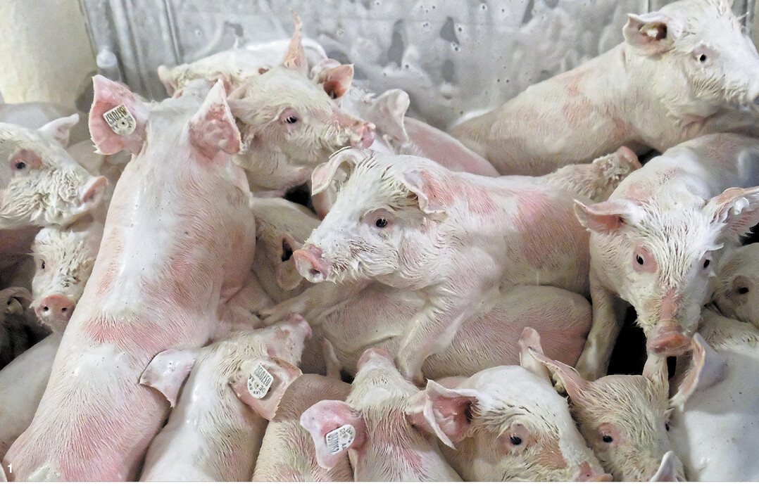 Das Schaumbad vor dem Umzug ins Flatdeck nehmen die vier Wochen alten Ferkel gelassen hin. Das Waschmittel ist mild und reizt die Schleimh�ute nicht.